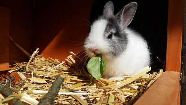 Hoe bereid je je appartement voor op de komst van een klein konijn?